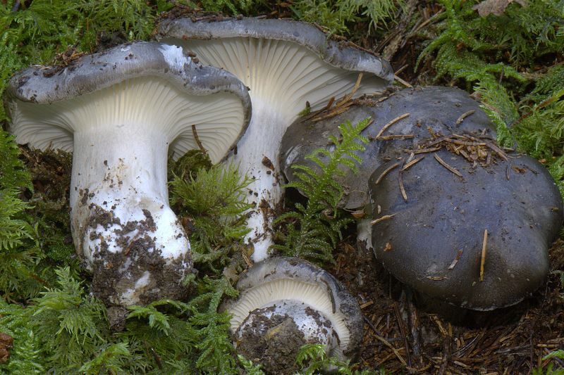 Hygrophorus marzuolus